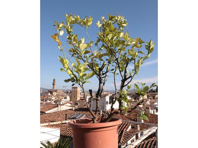Pianta di Limone