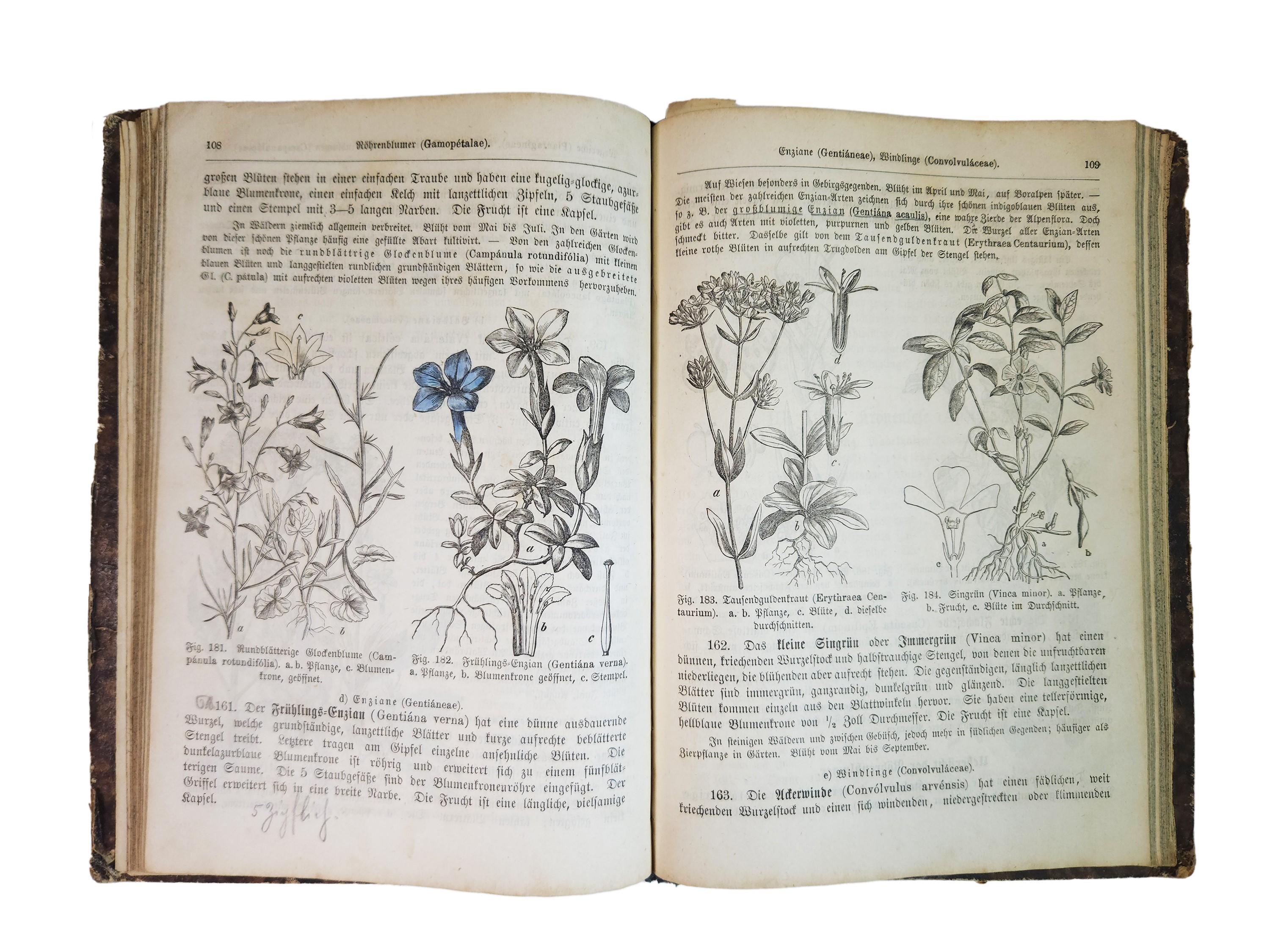 Illustrierte Naturgeschichte des Pflanzenreiches