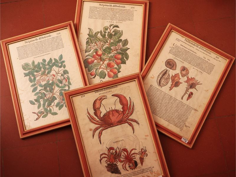 Petrus Andrea Mattioli - Serie di Quattro Tavole Calcografiche