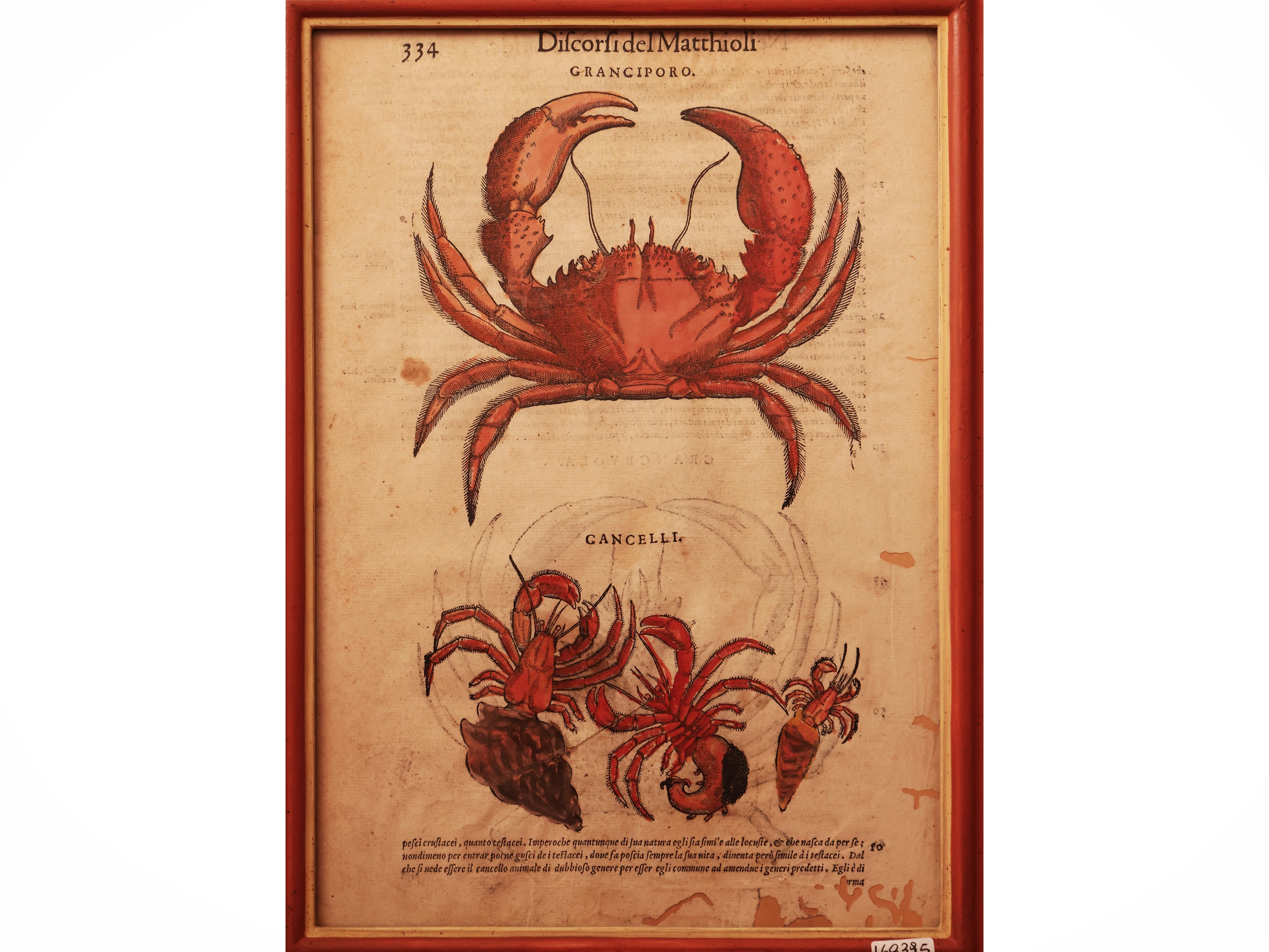 Petrus Andrea Mattioli - Serie di Quattro Tavole Calcografiche