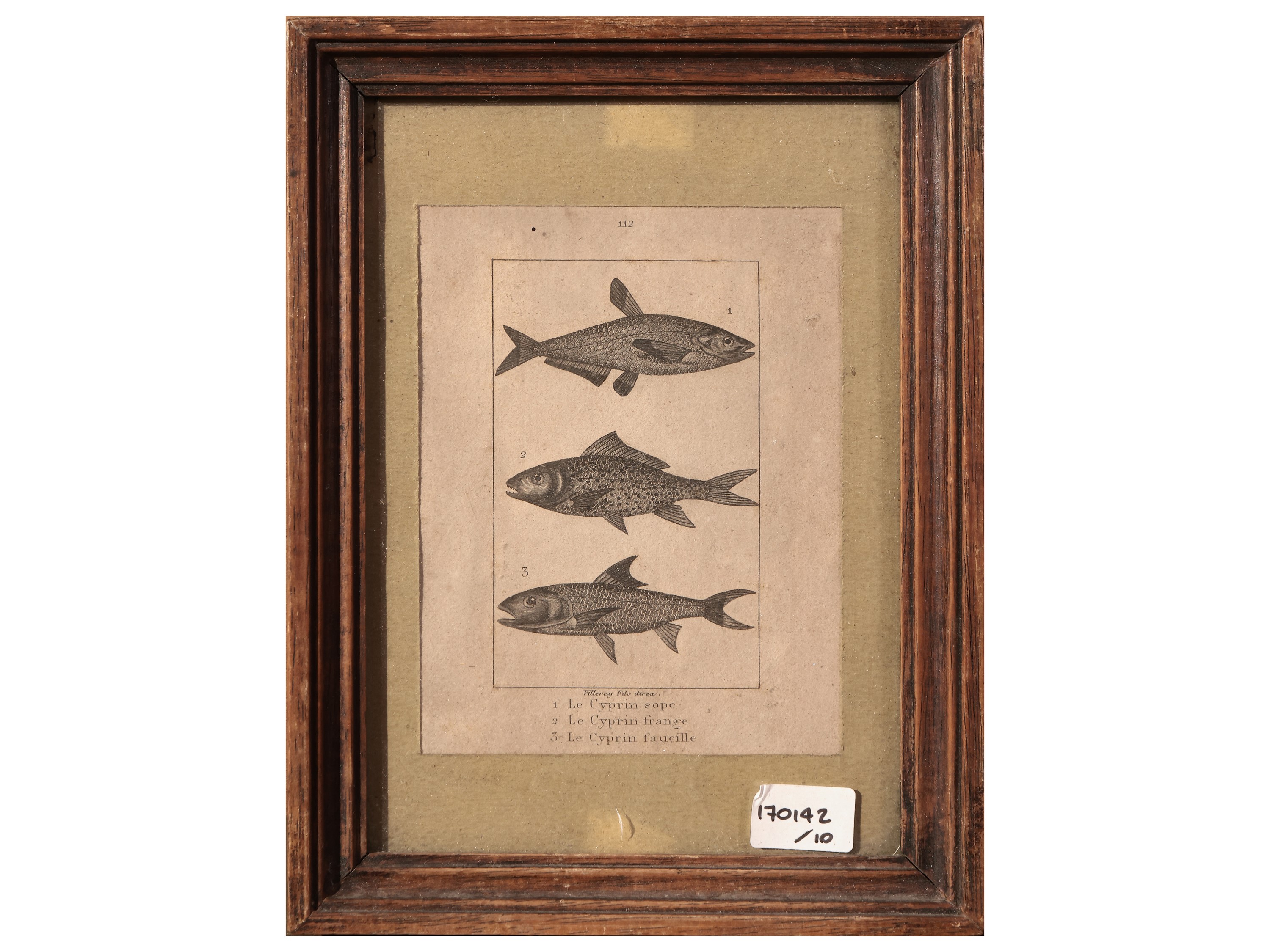 Stampe sulla Fauna Marina