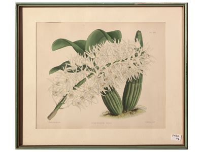 Erbari