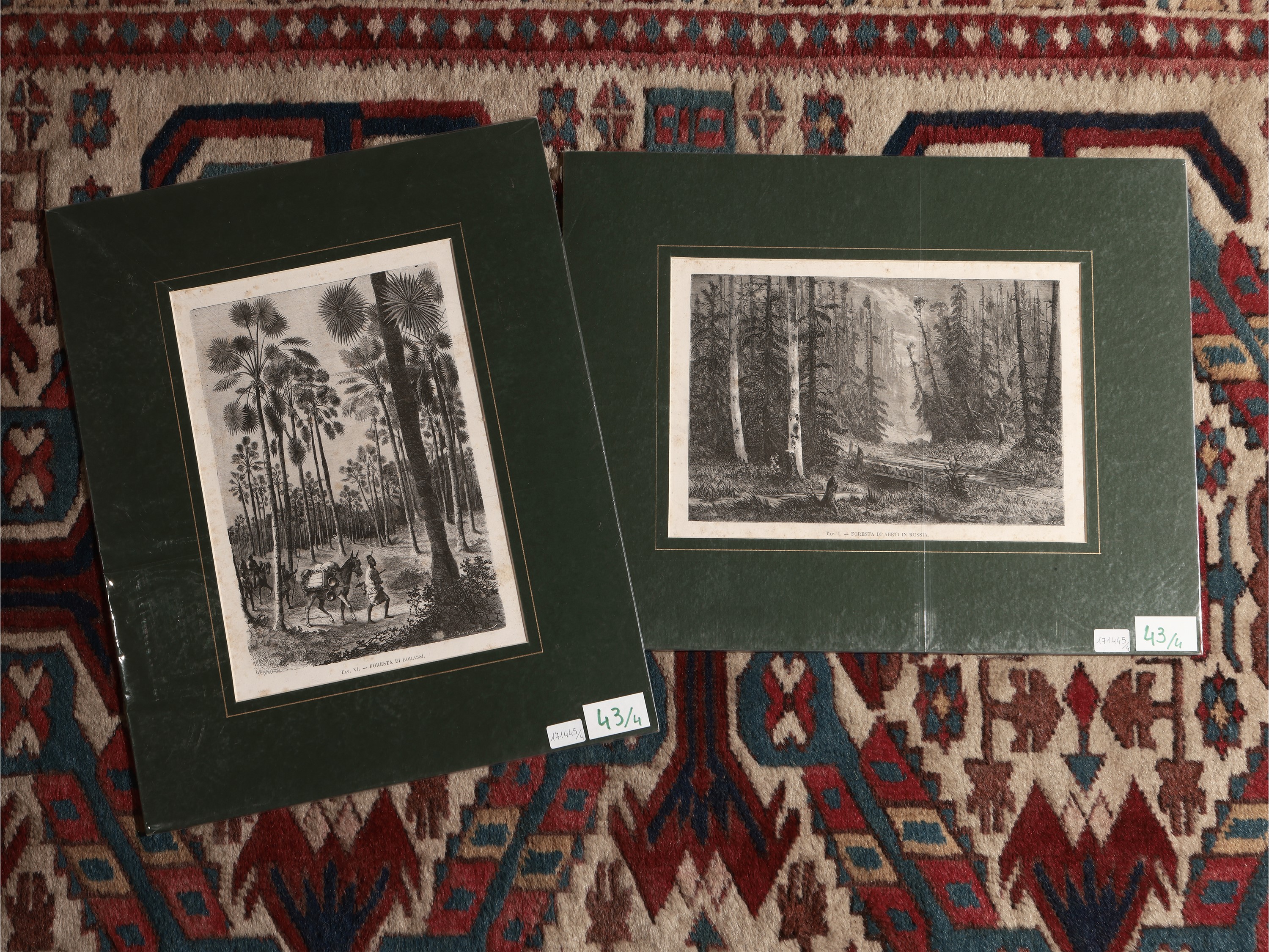 Foresta di abeti rossi in Russia - Foresta di Borassi - Foresta di Kauris - Grande latania