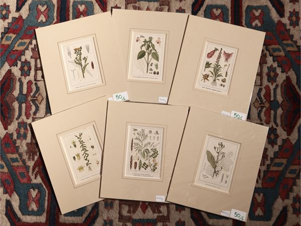 Botany  (Early 20th centu)  - Auction Decorative Prints - Maison Bibelot - Casa d'Aste Firenze - Milano