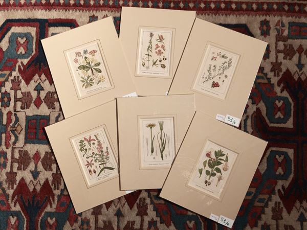 Botany  (Early 20th centu)  - Auction Decorative Prints - Maison Bibelot - Casa d'Aste Firenze - Milano