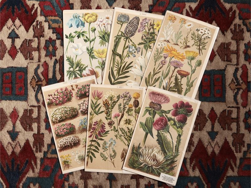 Fiori