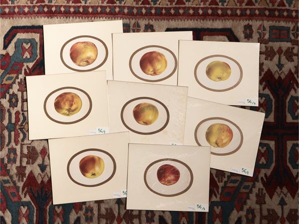 Apple  (Germany, 19th century)  - Auction Decorative Prints - Maison Bibelot - Casa d'Aste Firenze - Milano