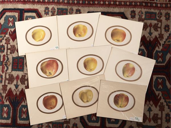 Apple  (Germany, 19th century)  - Auction Decorative Prints - Maison Bibelot - Casa d'Aste Firenze - Milano