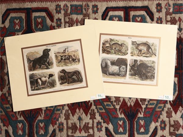 Gatti - Cani  (XIX secolo)  - Asta Stampe decorative - Maison Bibelot - Casa d'Aste Firenze - Milano