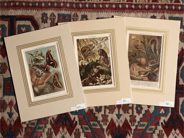 Molluschi - Camaleonti - Bachi da seta  (XIX secolo)  - Asta Stampe decorative - Maison Bibelot - Casa d'Aste Firenze - Milano