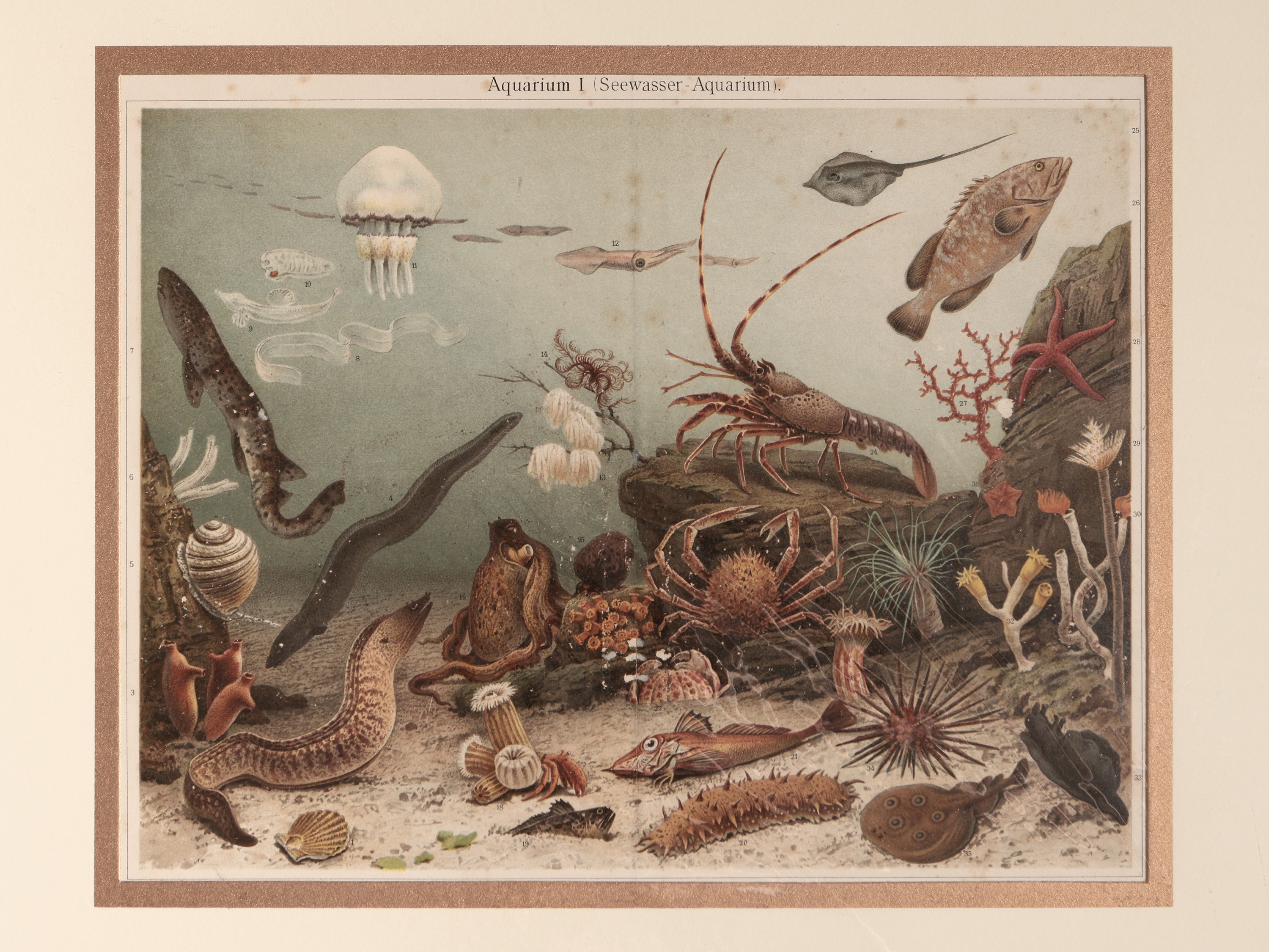 Lumache - Conigli - Pesci - Fauna australiana