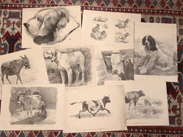 Animali