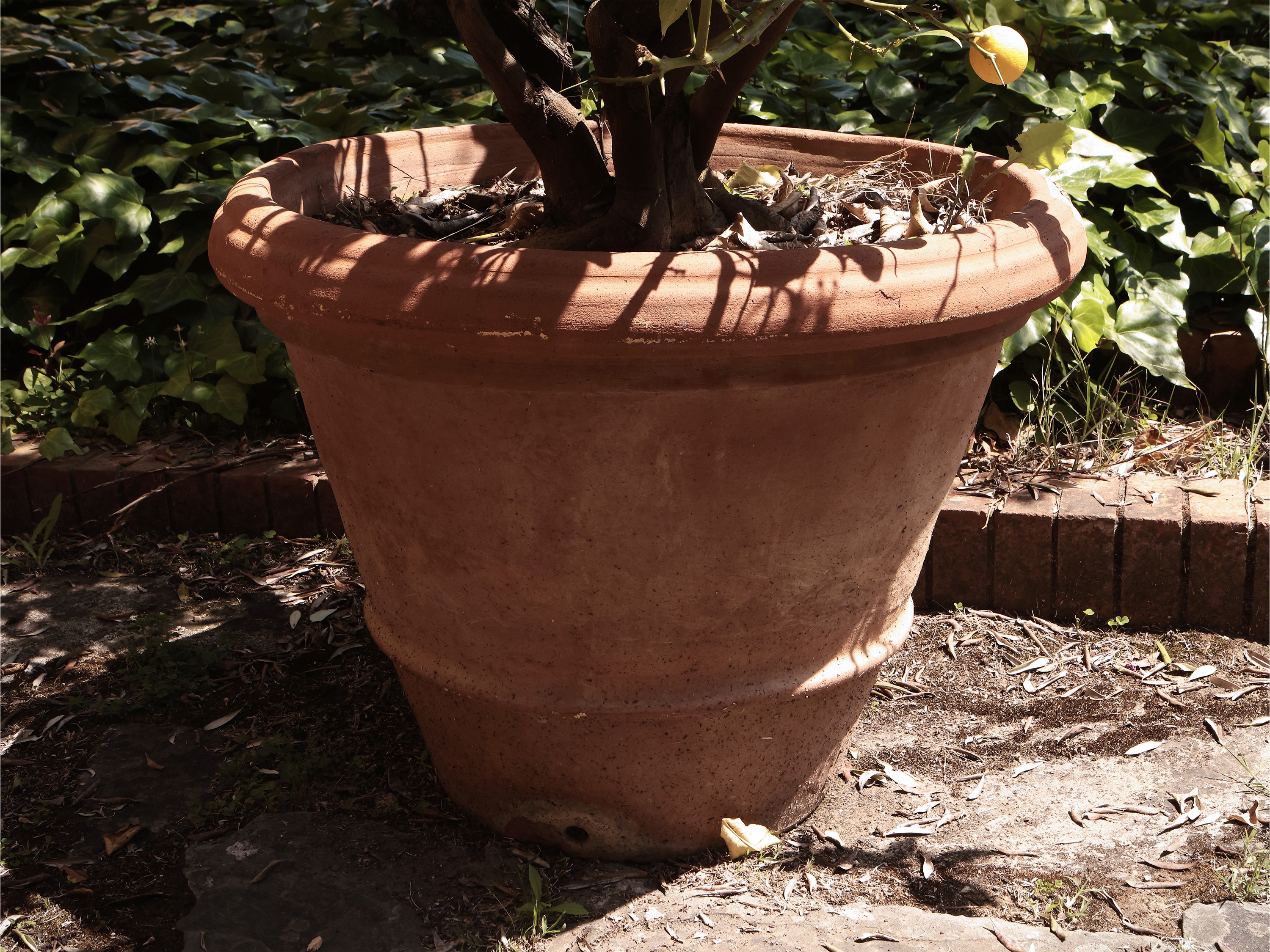 Grande Vaso D'epoca in Terracotta di Galestro