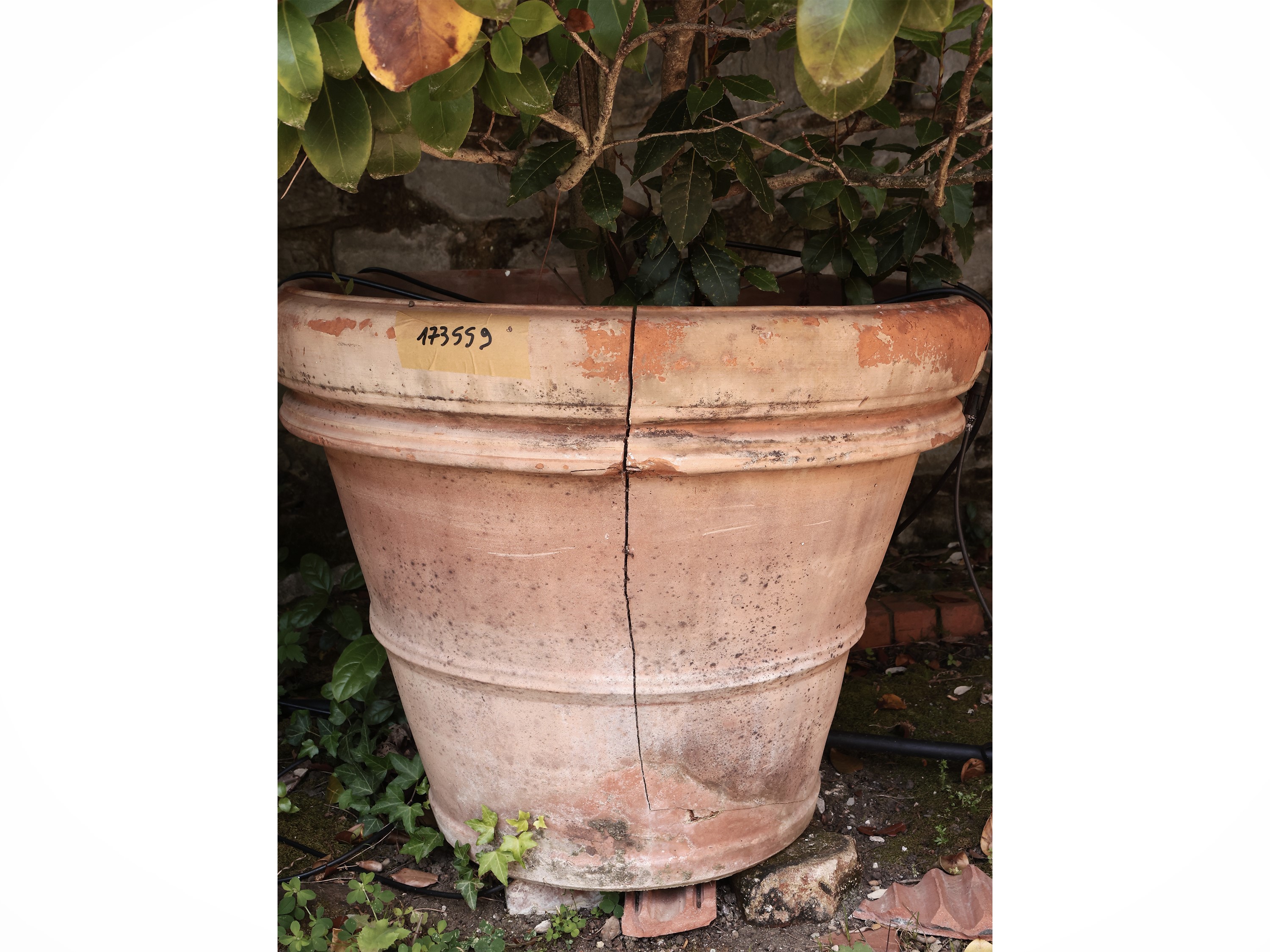 Vaso in Terracotta