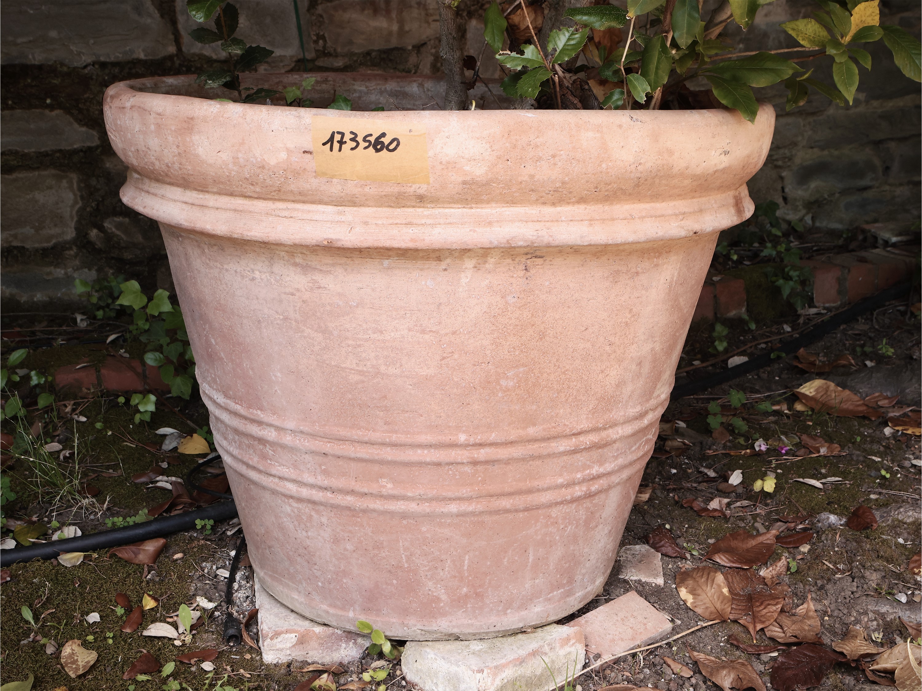 Vaso in Terracotta di Galestro