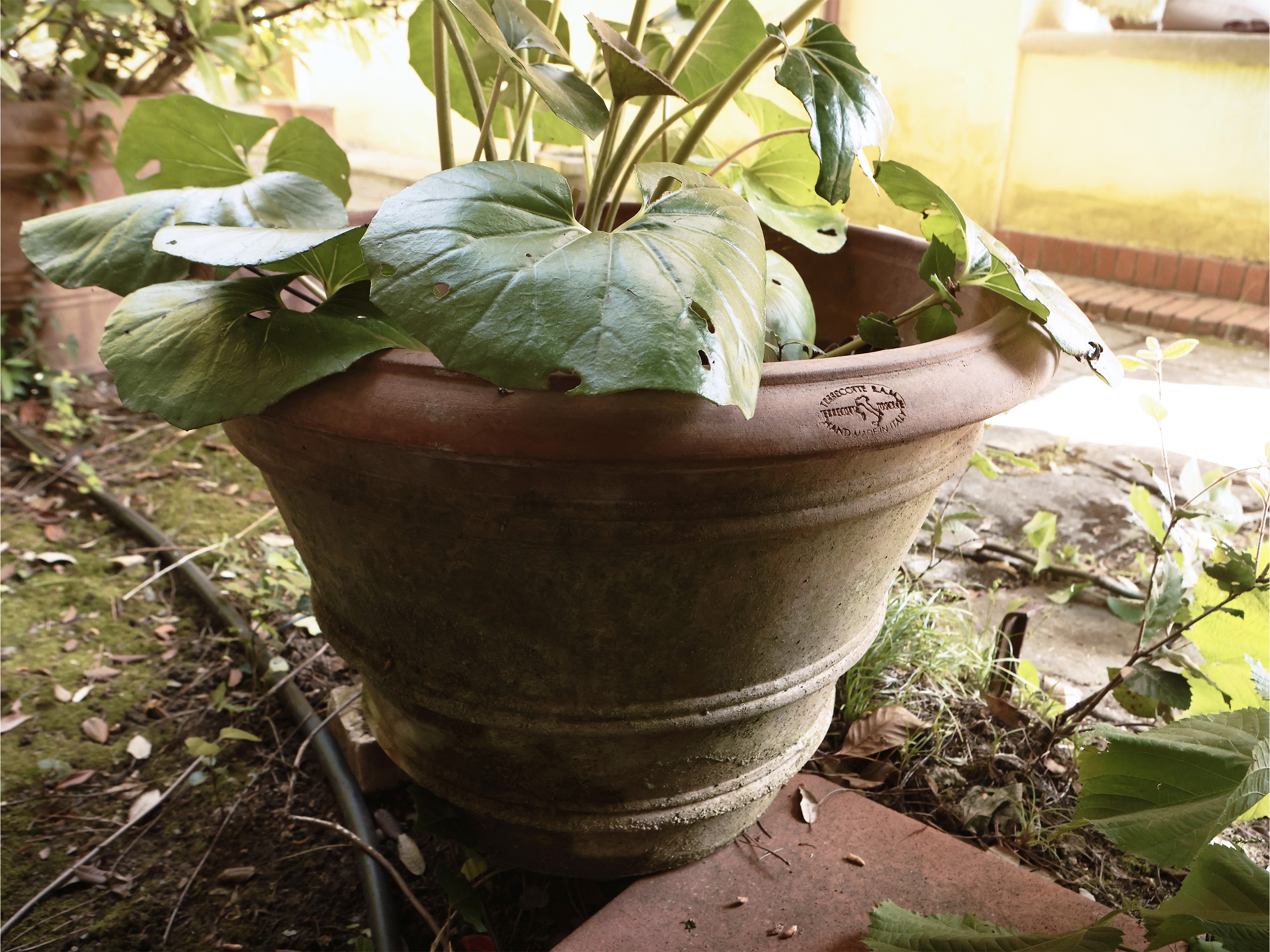 Vaso in Terracotta