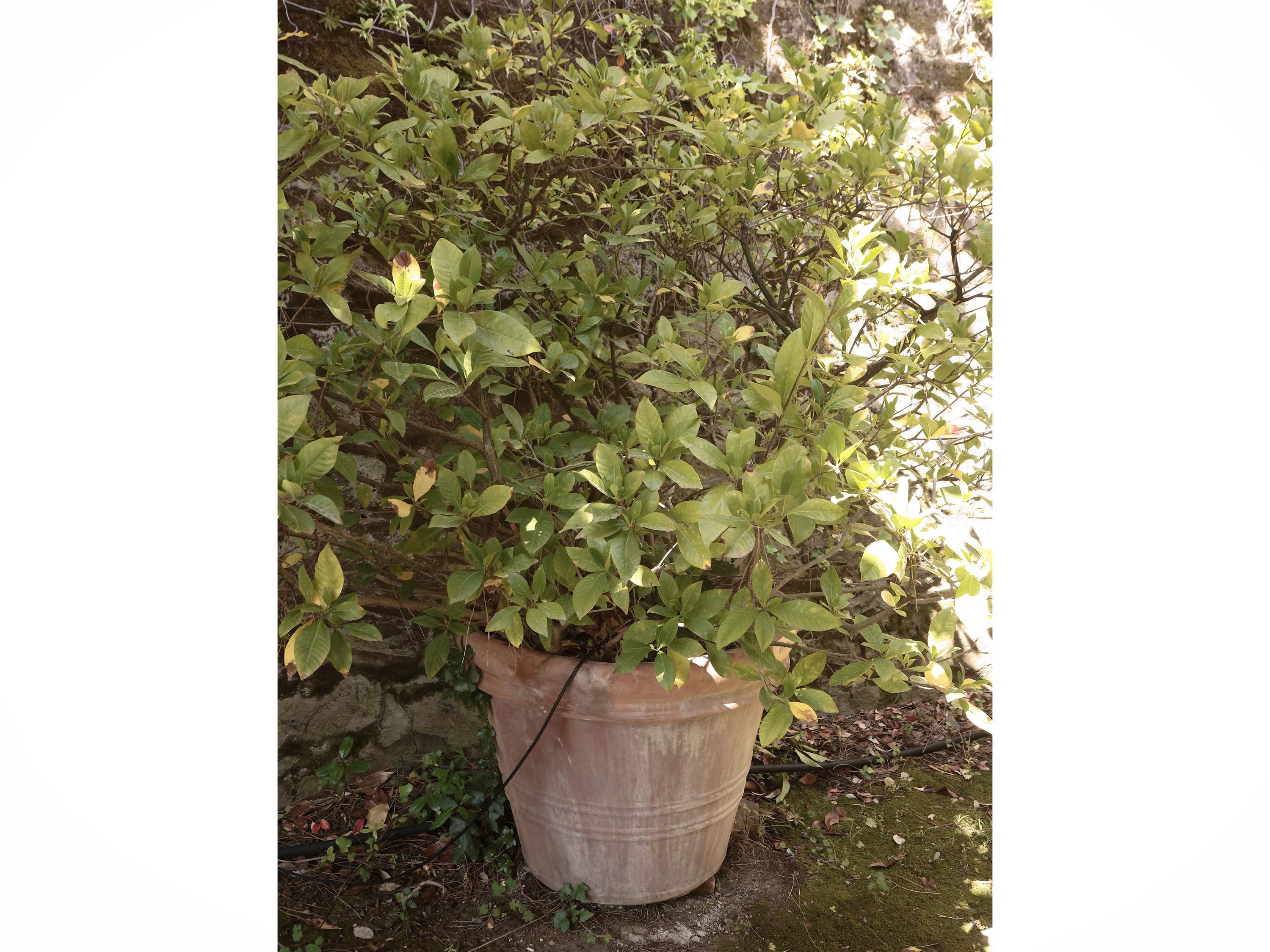 Grande Vaso in Terracotta