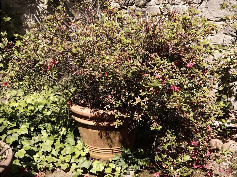 Vaso in Terracotta