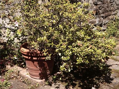 Vaso in Terracotta