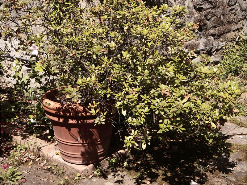 Vaso in Terracotta