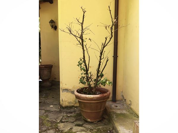 Vaso in terracotta