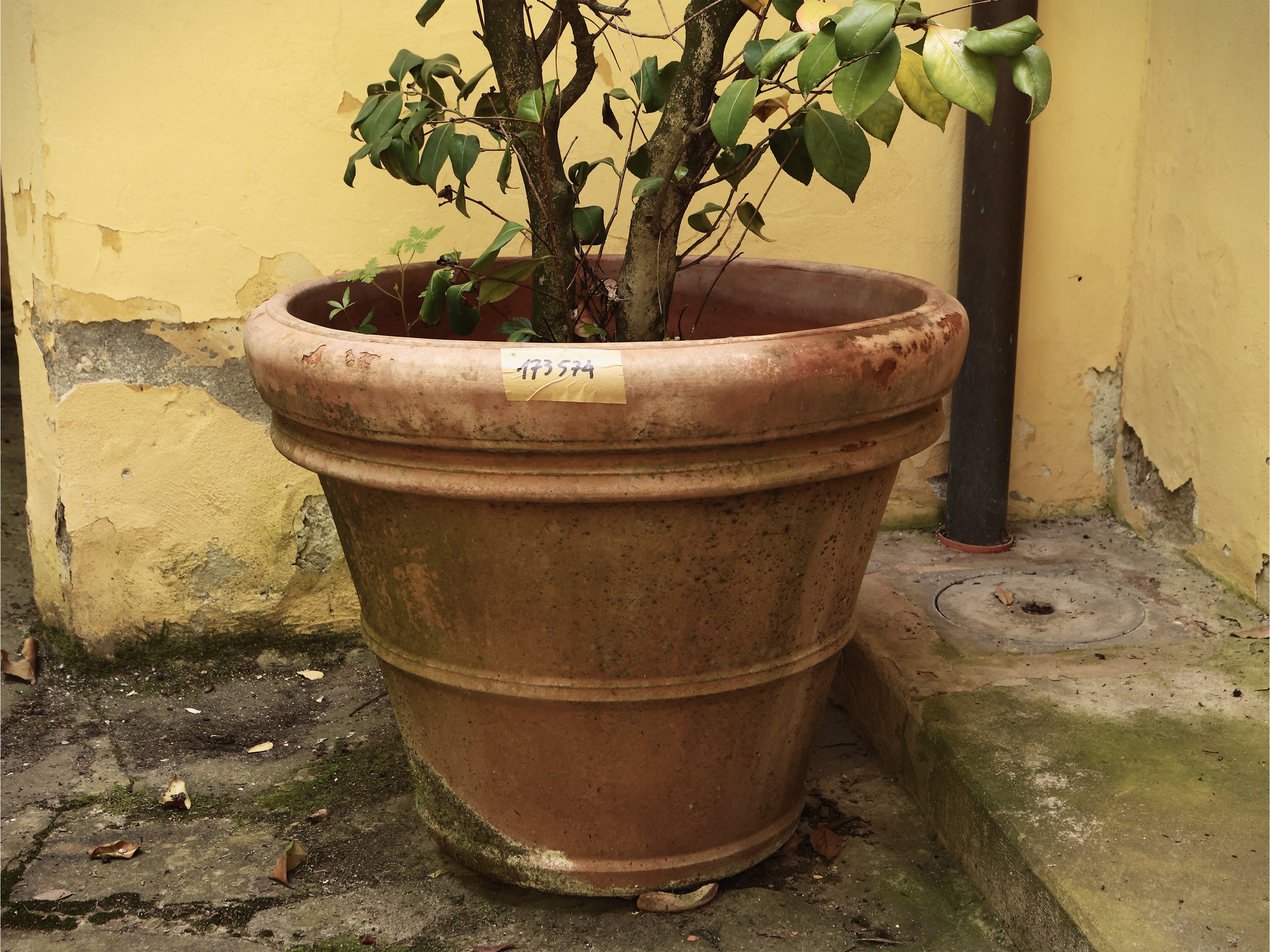 Vaso in Terracotta