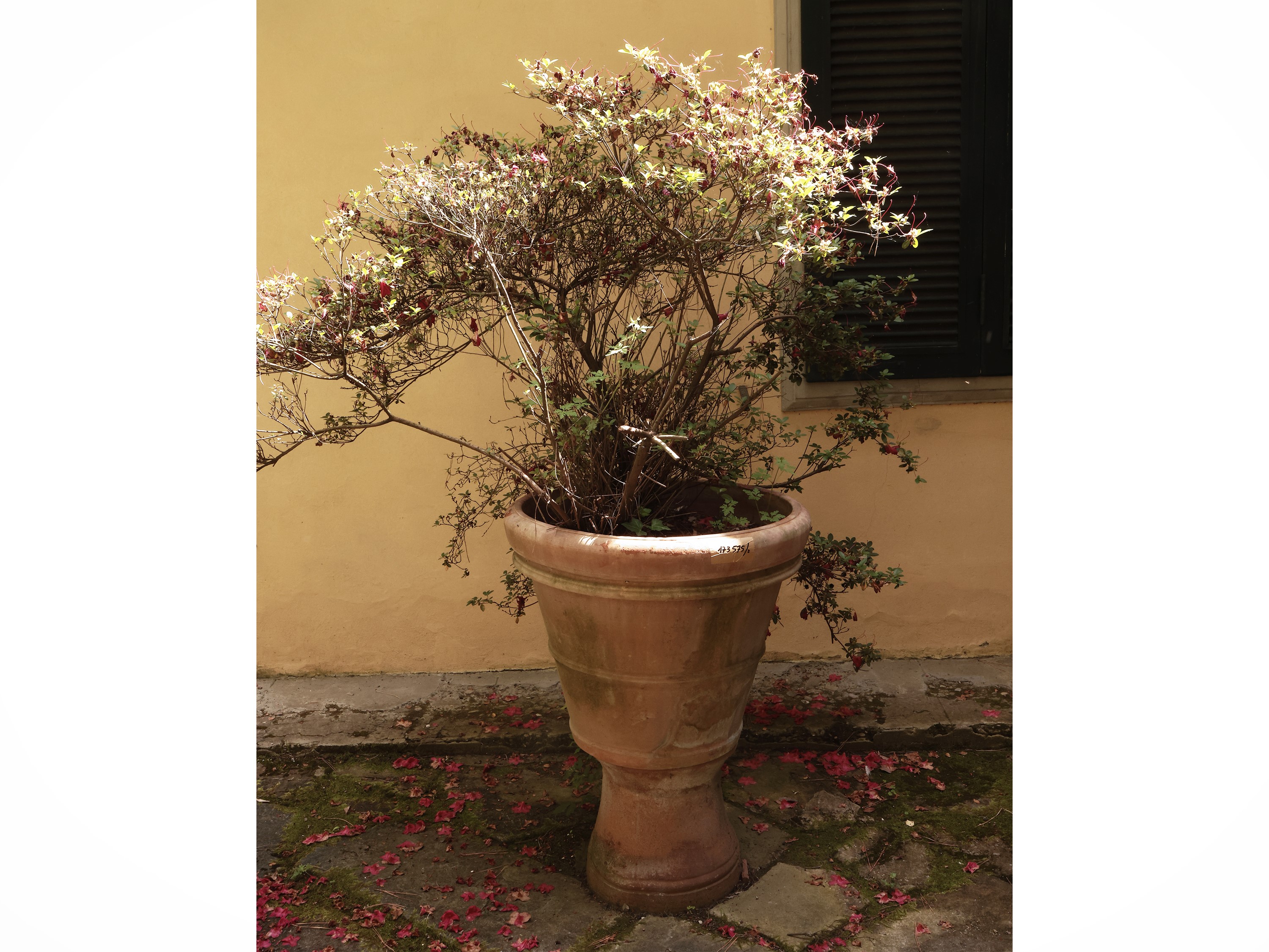 Grande Vaso in Terracotta