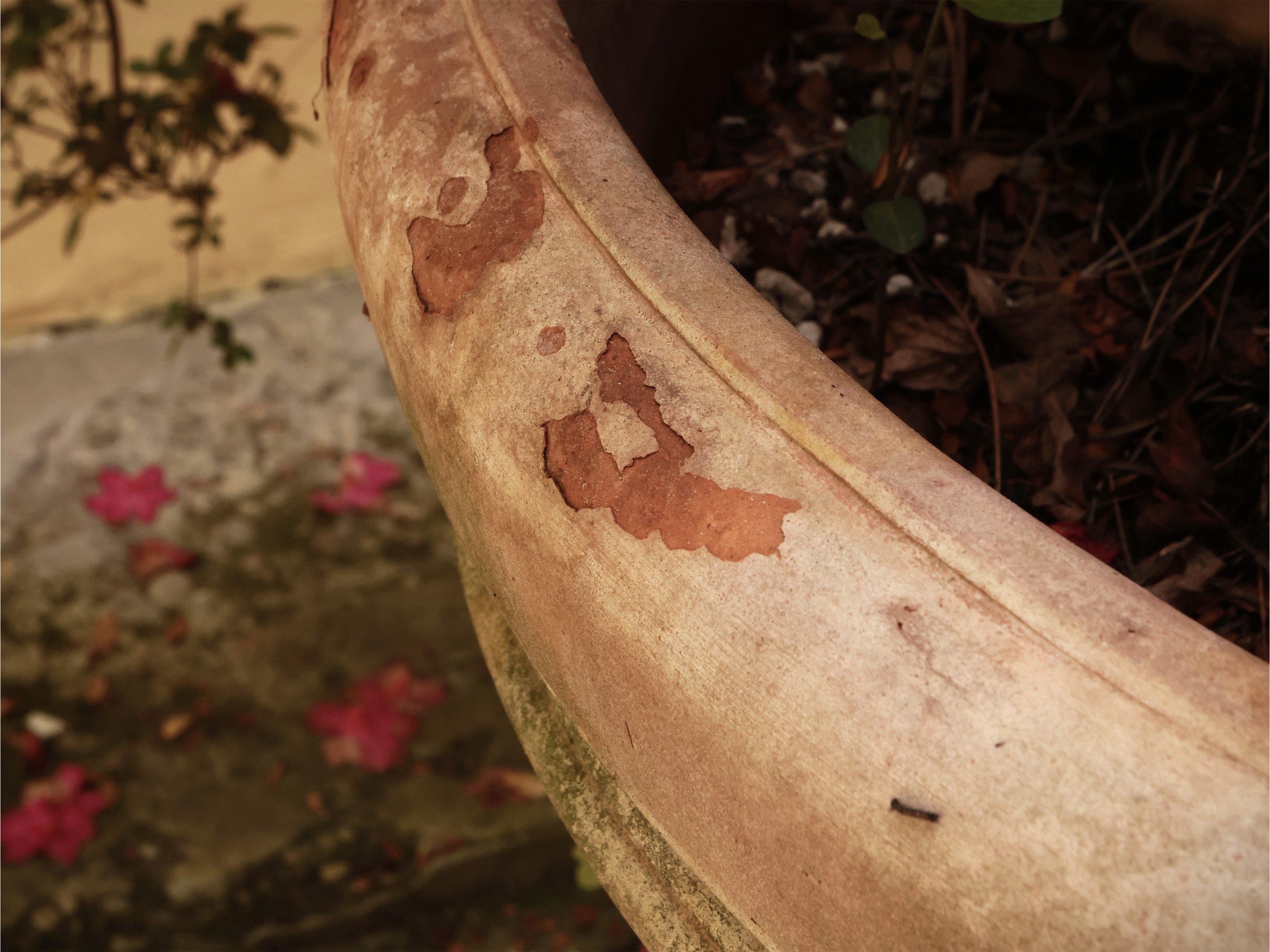 Grande Vaso in Terracotta