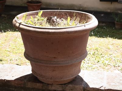 Vaso in Terracotta di Galestro