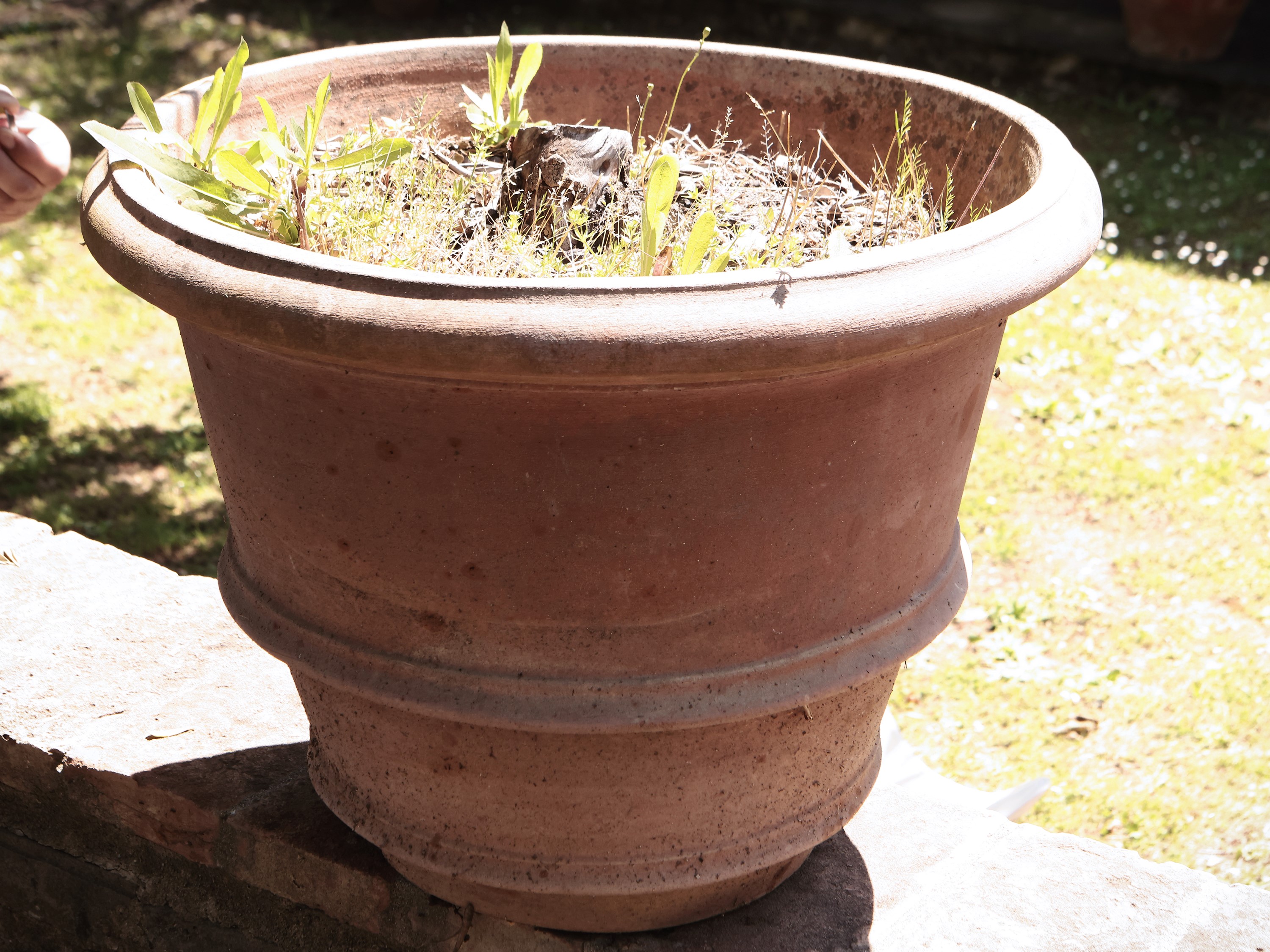 Vaso in Terracotta di Galestro