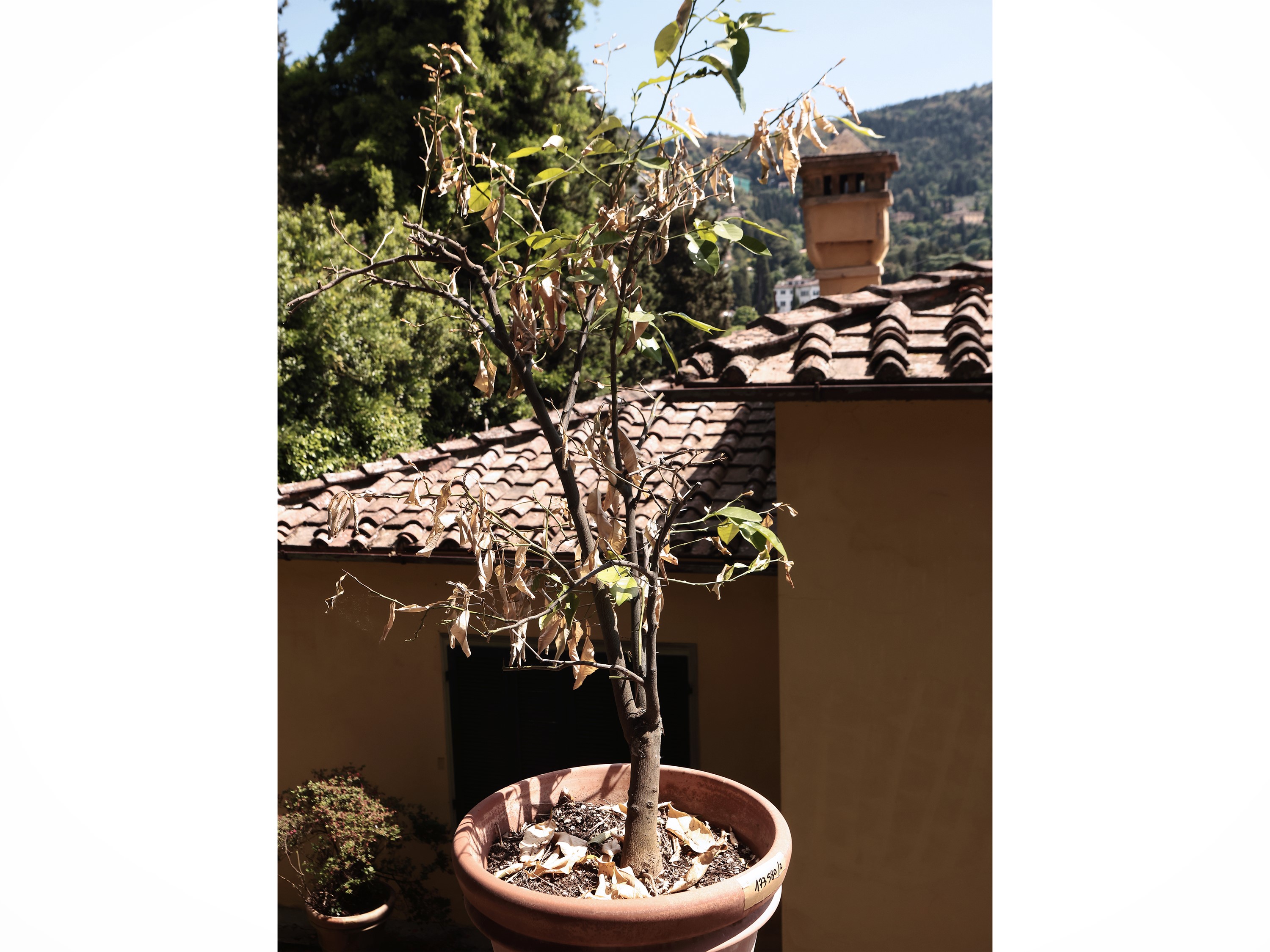 Vaso in Terracotta