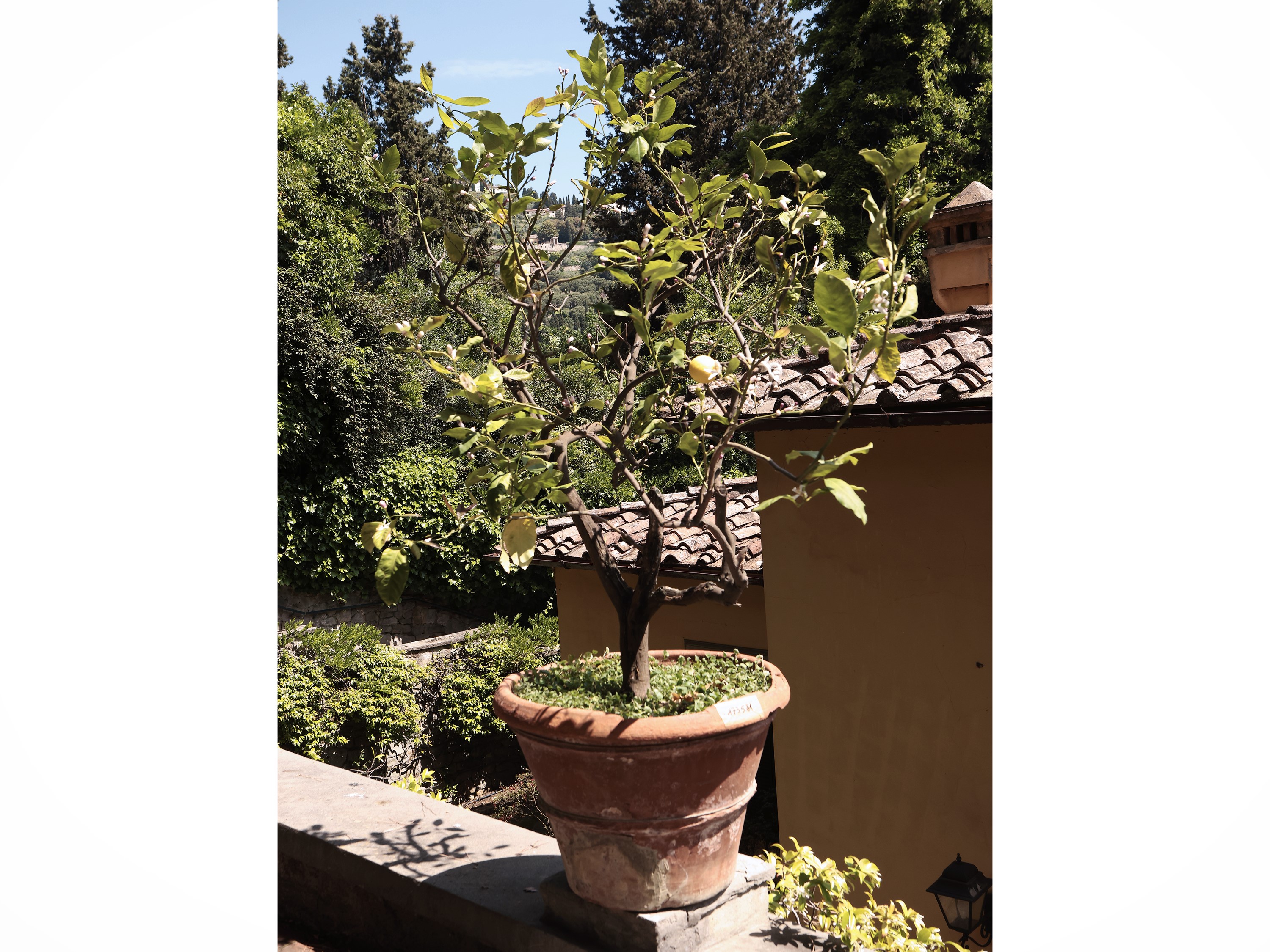 Vaso in Terracotta D'epoca