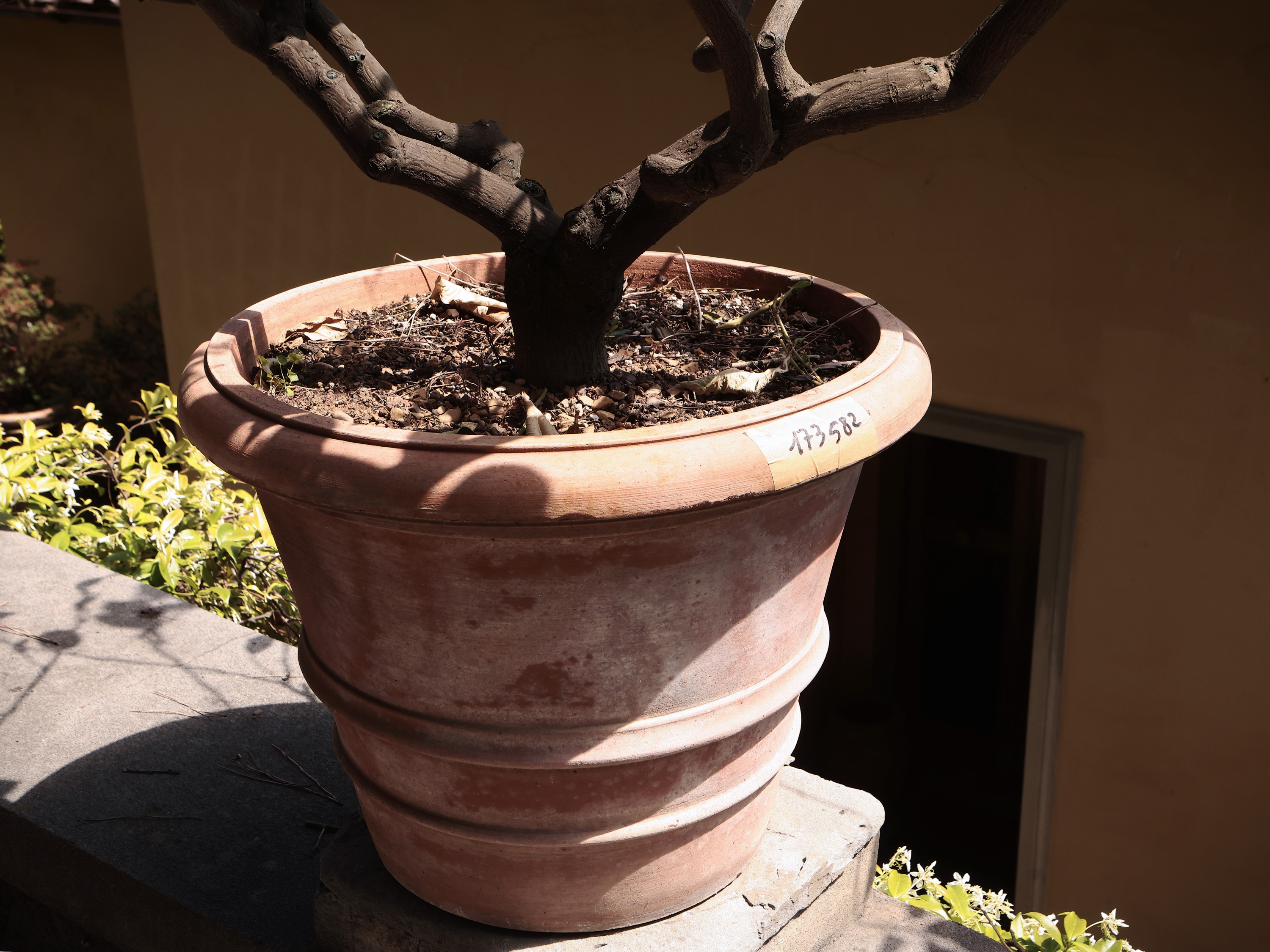 Vaso in Terracotta di Galestro
