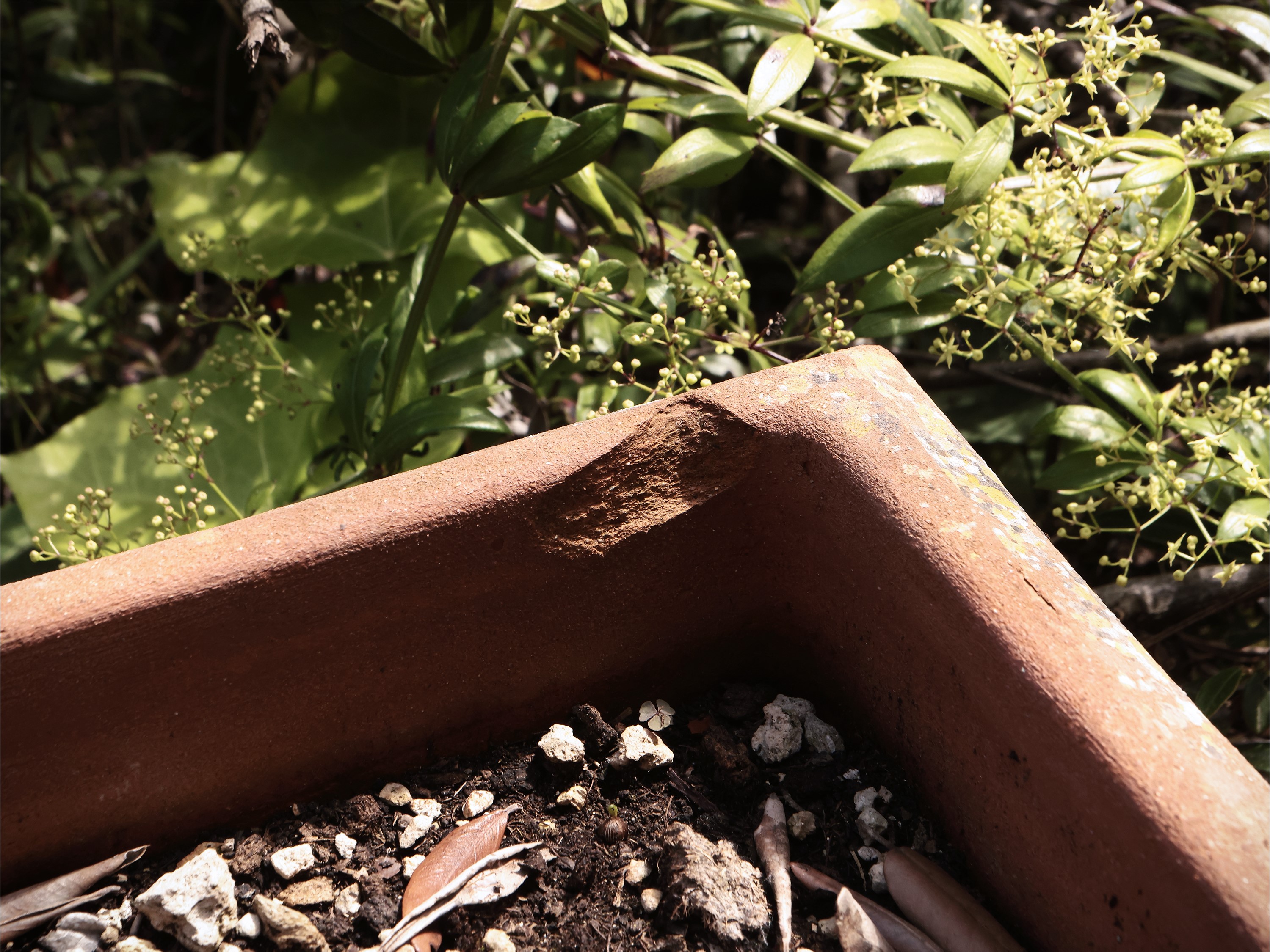 Tre Vasi a Cassetta in Terracotta di Galestro