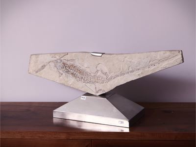 Rettile Fossile su Matrice