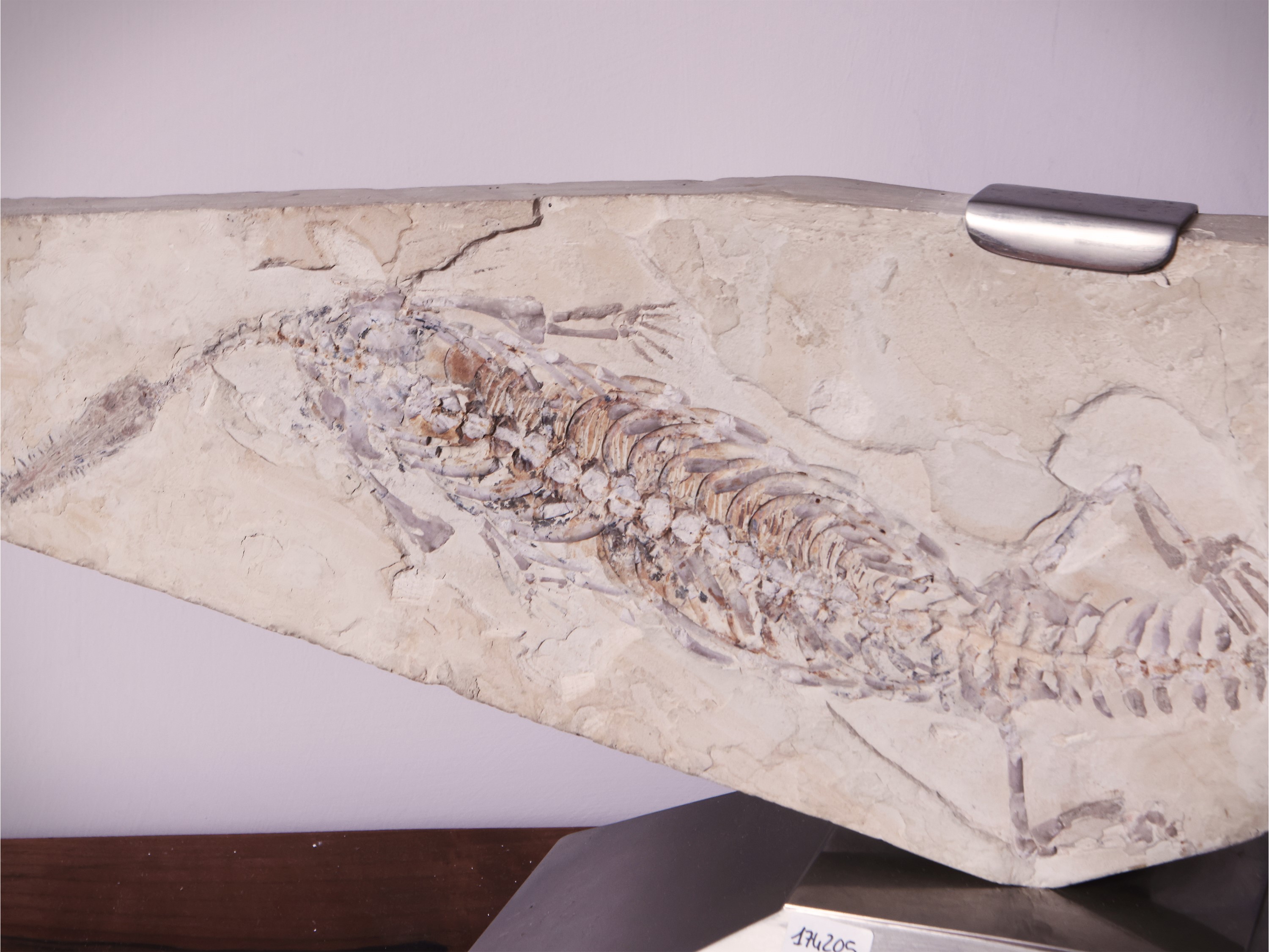Rettile Fossile su Matrice