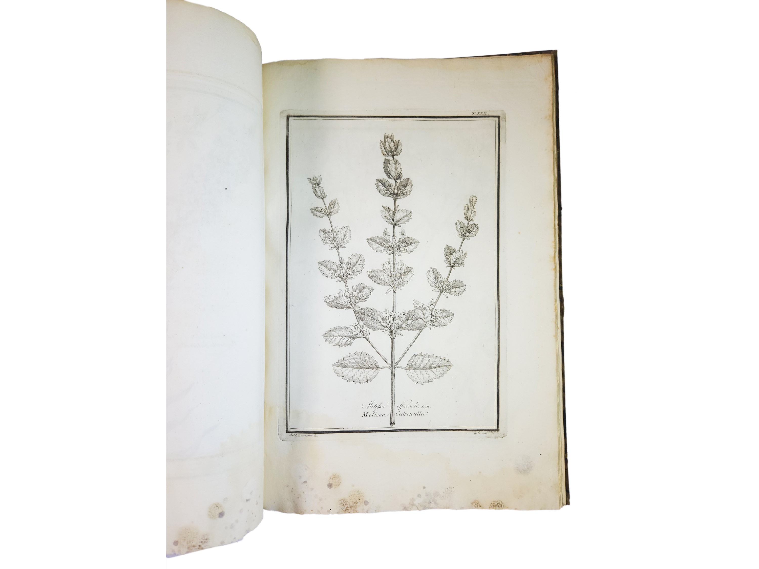 Materia medica vegetabile toscana del dottor Gaetano Savi