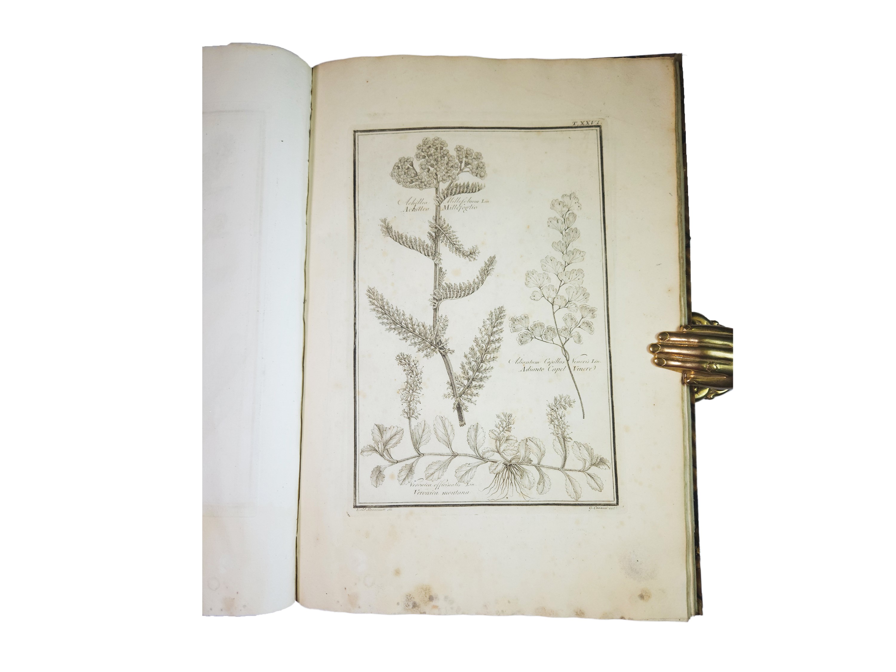 Materia medica vegetabile toscana del dottor Gaetano Savi