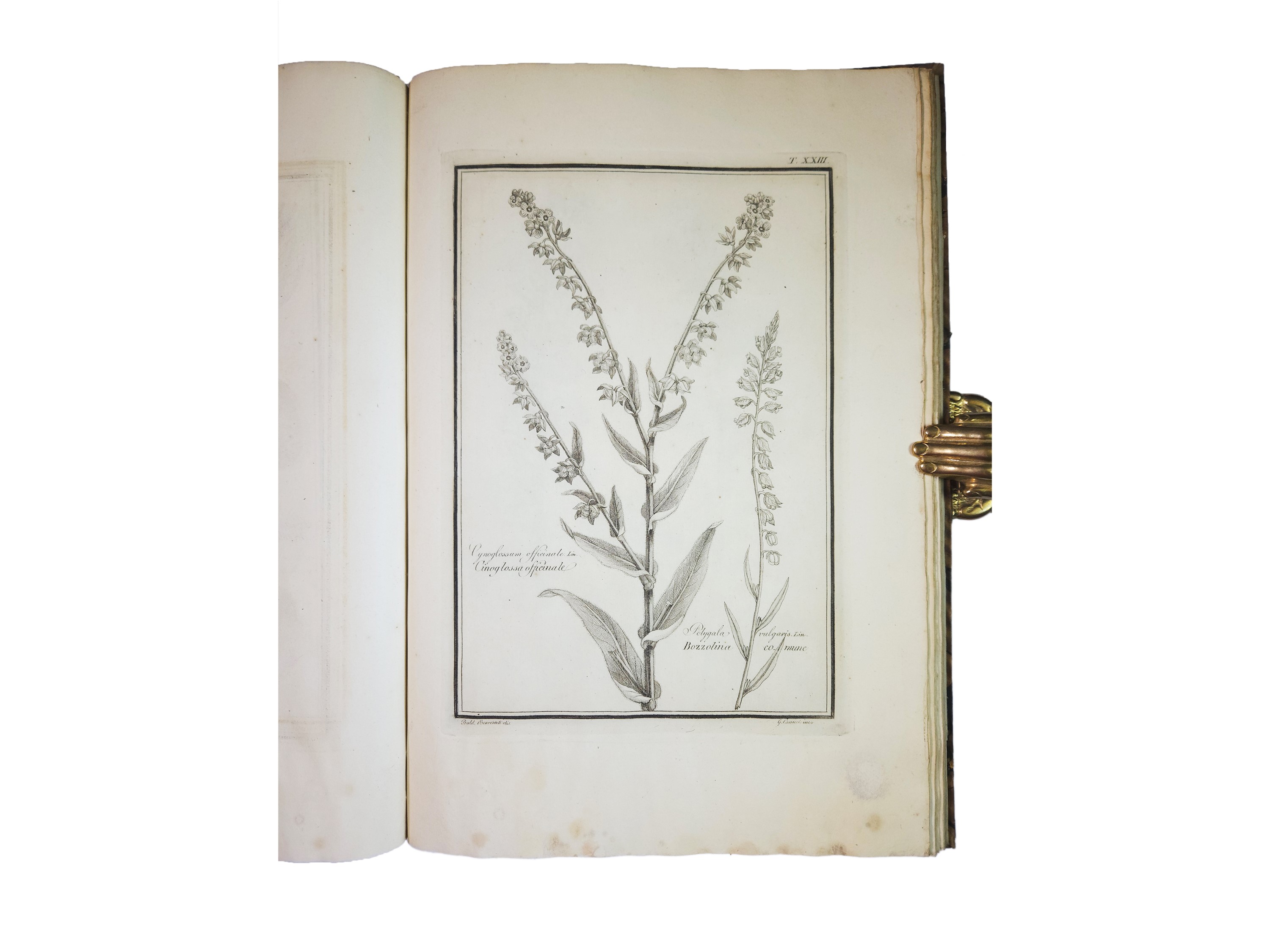 Materia medica vegetabile toscana del dottor Gaetano Savi