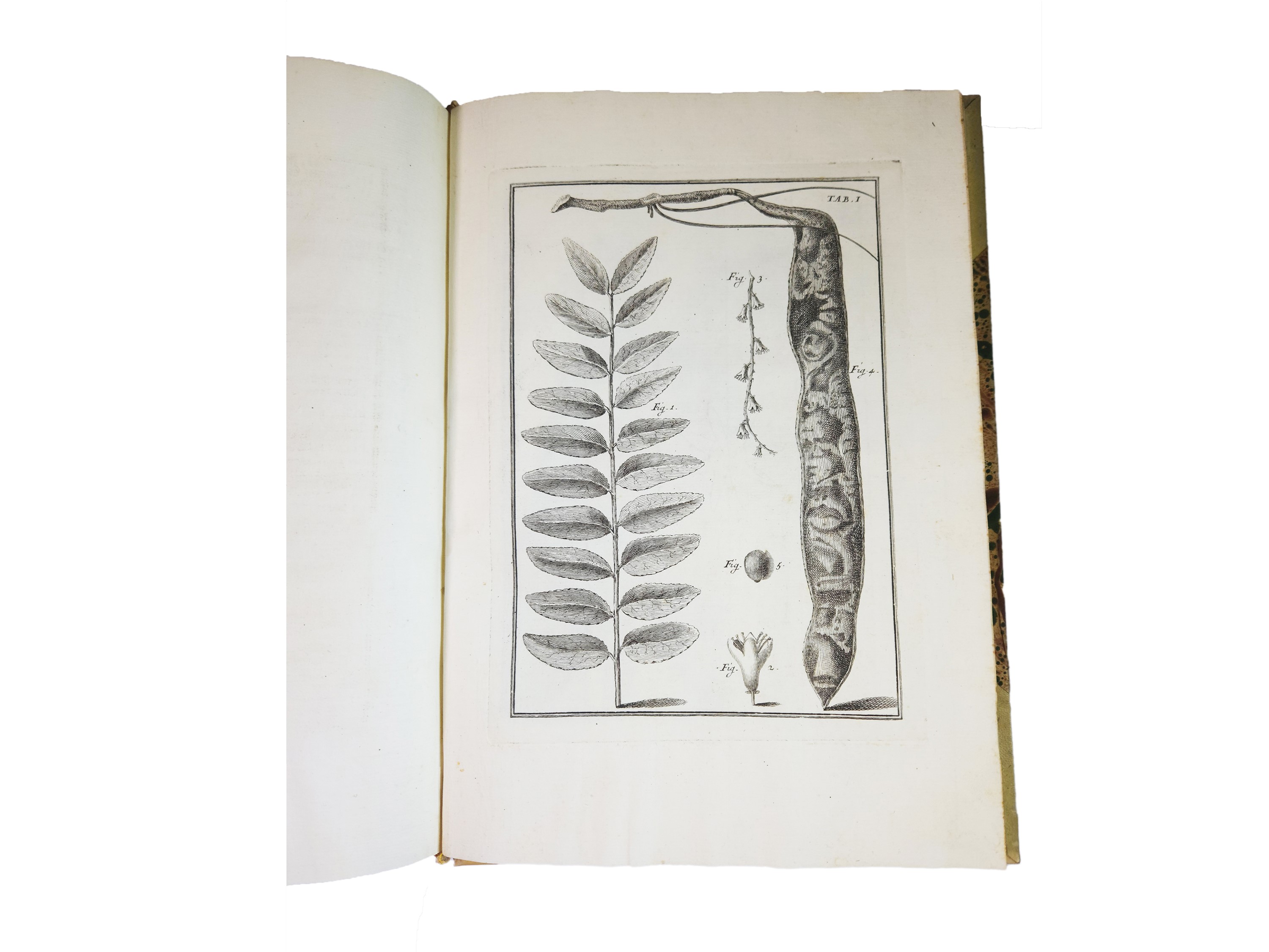 Pier Antonio Micheli - Catalogus Plantarum Horti Caesarei Florentini