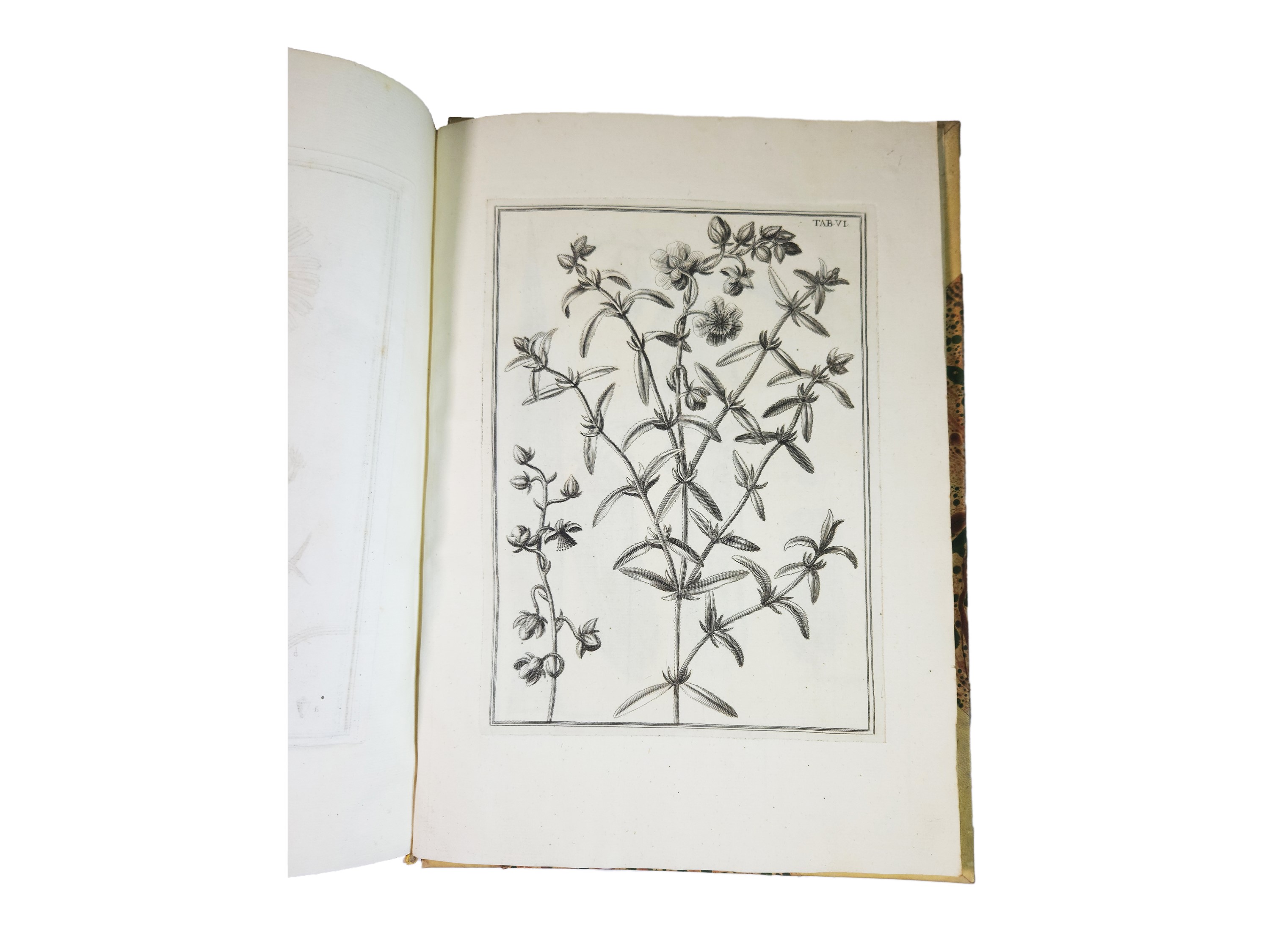 Pier Antonio Micheli - Catalogus Plantarum Horti Caesarei Florentini