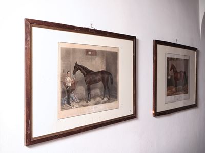 Cavalli da Corsa