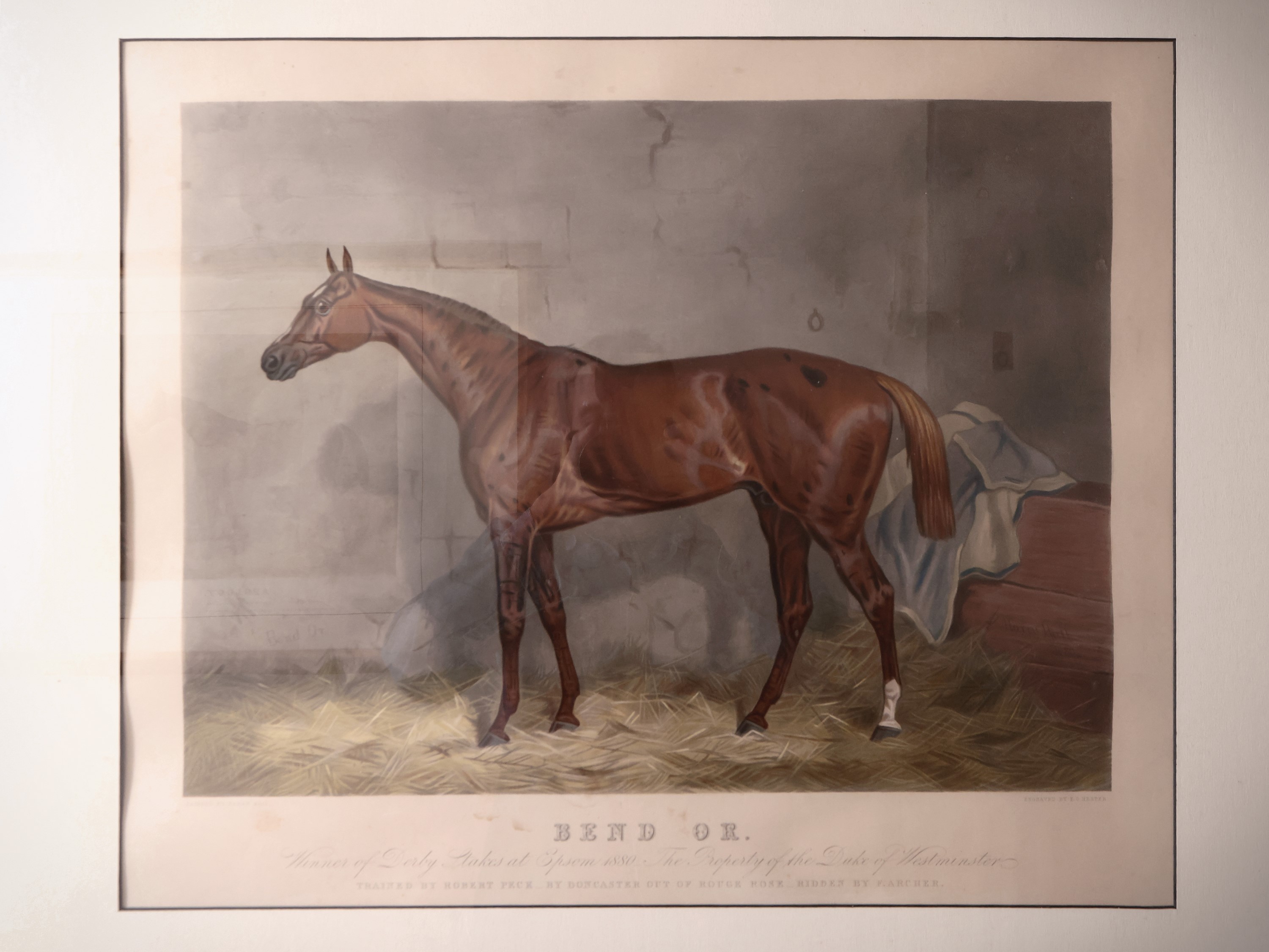 Cavalli da Corsa