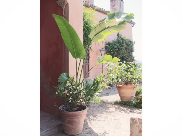 Pianta di Sterlizia