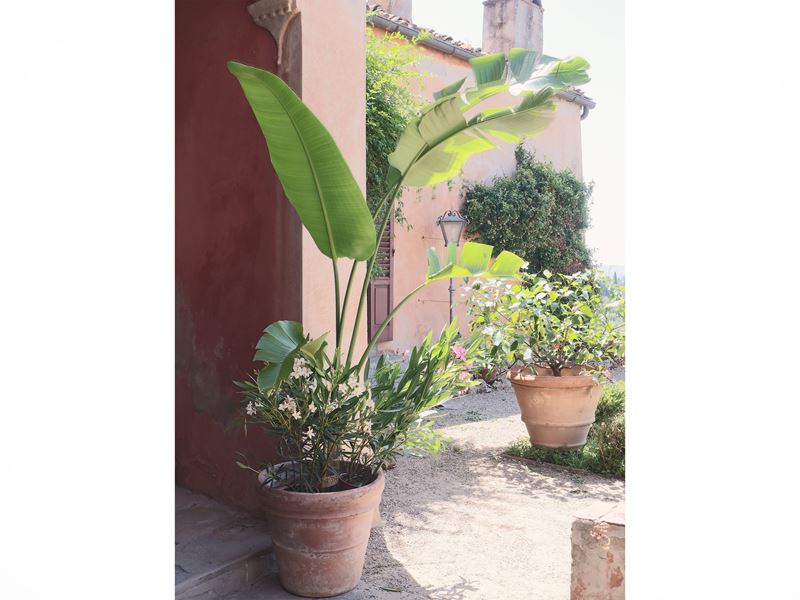 Pianta di Sterlizia
