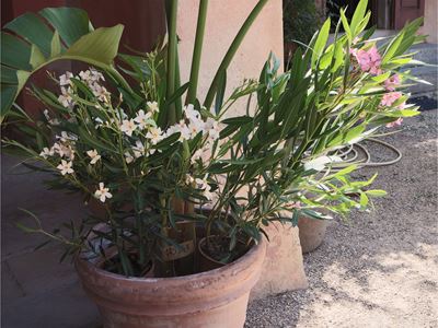 Lotto di Piante