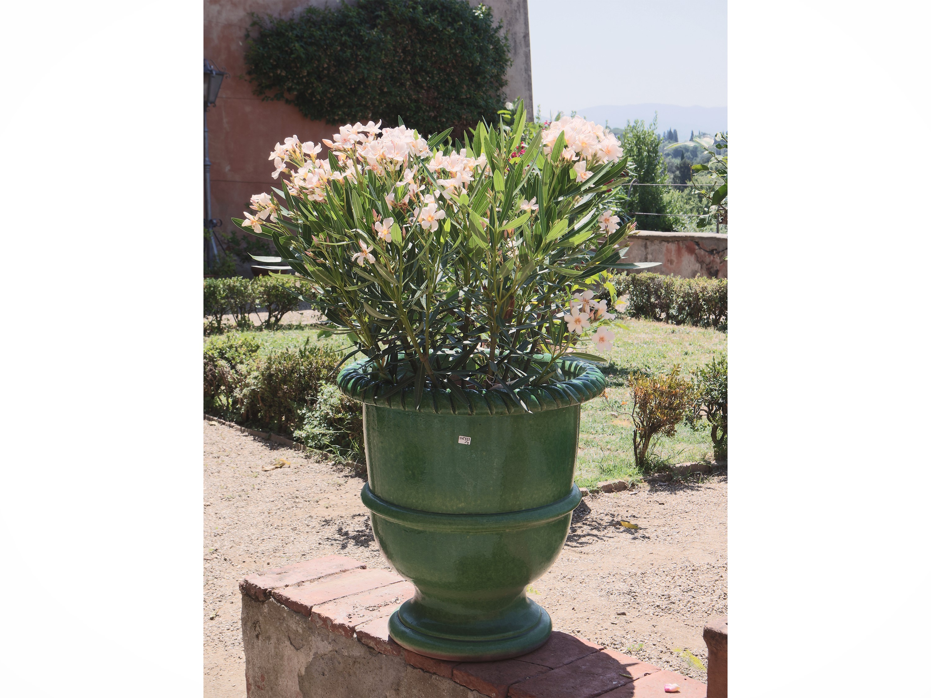 Lotto di Piante