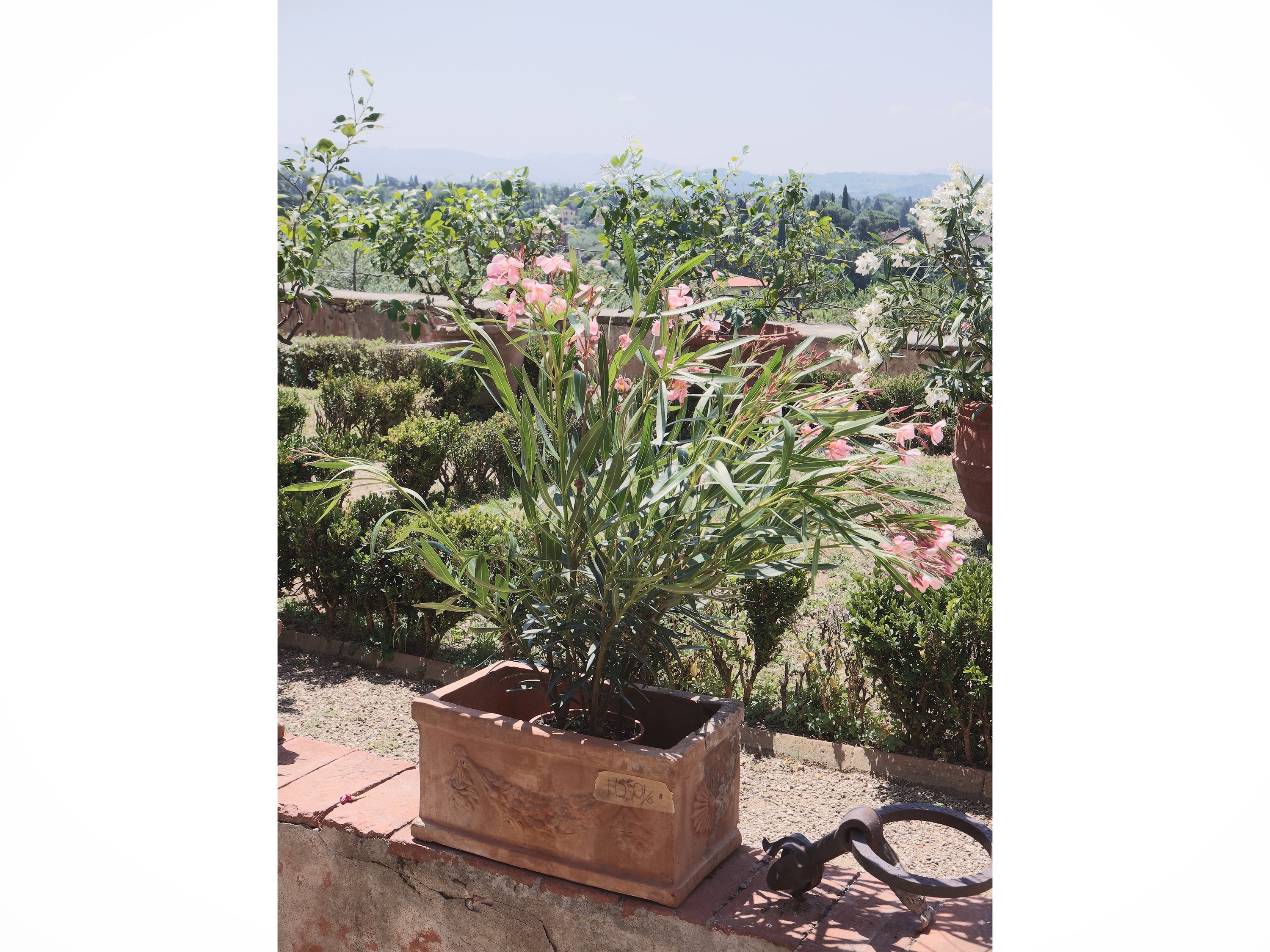 Lotto di Piante