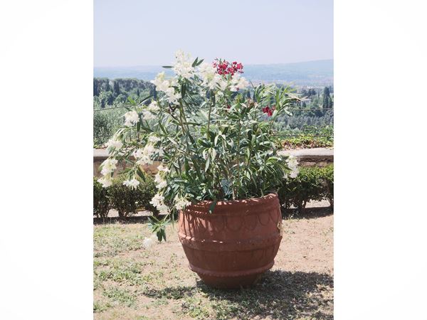 Due piante di Oleandro
