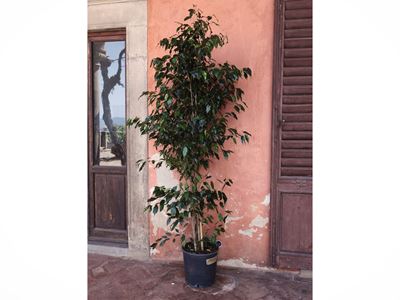 Pianta di Ficus Benjamin